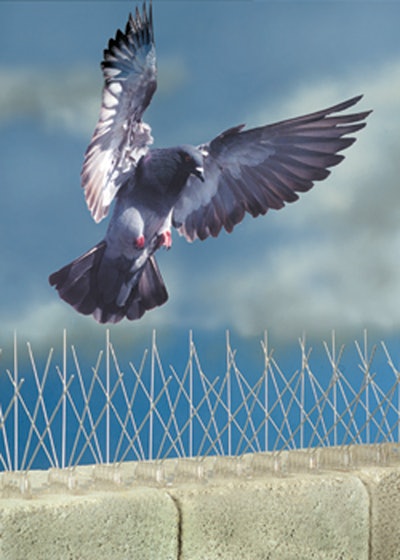 Birdspike2007 10086544