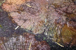 Texturecaststoneeucalyptussteppingstones 10086342