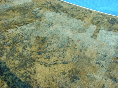 Heavy applications of sealer can lead to moisture entrapment and a white appearance.