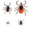 Blacklegged ticks, or Deer ticks, are found predominately in deciduous forest, and both nymph and adult stages (all shown here) transmit diseases such as Lyme disease, Babesiosis and Anaplasmosis.