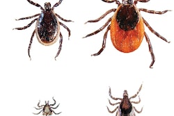 Blacklegged ticks, or Deer ticks, are found predominately in deciduous forest, and both nymph and adult stages (all shown here) transmit diseases such as Lyme disease, Babesiosis and Anaplasmosis.