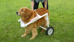 Recovering from the infection has been a long and frustrating process for everyone involved but, thanks to the wheelchair, Buddy is finally able to explore again.