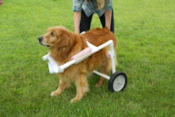 Recovering from the infection has been a long and frustrating process for everyone involved but, thanks to the wheelchair, Buddy is finally able to explore again.