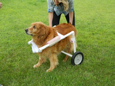 Recovering from the infection has been a long and frustrating process for everyone involved but, thanks to the wheelchair, Buddy is finally able to explore again.