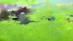 algae biofuel water green 1 5540f8c4c2422