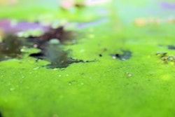 algae biofuel water green 1 5540f8c4c2422