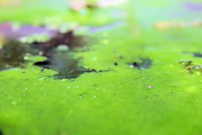 algae biofuel water green 1 5540f8c4c2422
