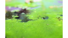 algae biofuel water green 1 5540f8c4c2422 570fd9ce67434