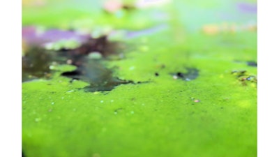 algae biofuel water green 1 5540f8c4c2422 570fd9ce67434