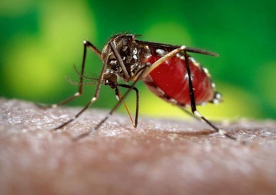 mosquito 5720d5abf36ce