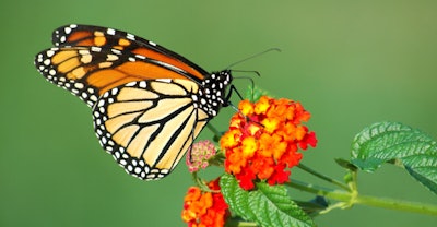 monarchbutterfly5315 57473bec17775