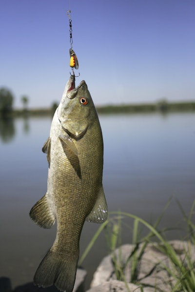 Just like in fishing, when you decide to bid on certain project or customer types, your goal is to catch either big ones or lots of fish. In order to be successful, you have to spend time researching and looking for the right fishing holes (markets) where fish (or customers) bite often.