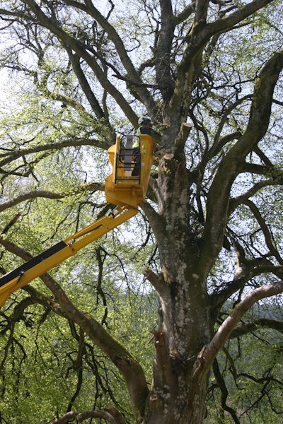Tree 577d1395d1d48