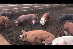 Pig Manure Paves Road to Sustainable Asphalt