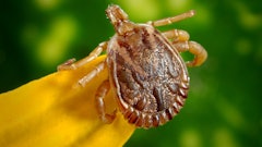 Cayenne Tick Tick Male Dorsal View 45850 5951271f7066b