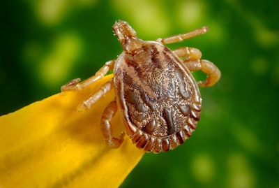 Cayenne Tick Tick Male Dorsal View 45850 5951271f7066b
