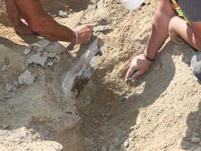 Construction work has stopped after a rare 66-million-year-old triceratops skeleton and skull is found on site.