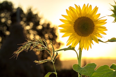 Sunflower Sun Summer Yellow