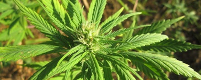Green Rush2