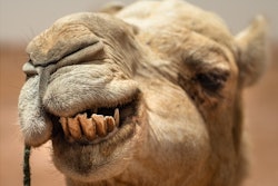 190630 F Eq901 1006 (1)camel