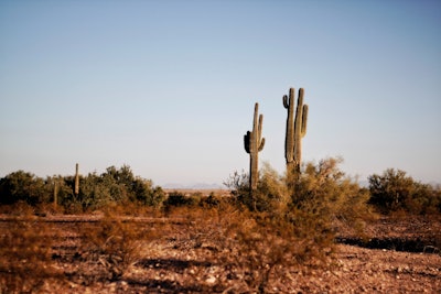 Arid Arizona Cacti 764998