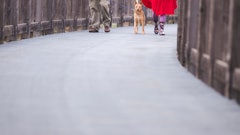 Dog Leash Outdoors Pavement 432362