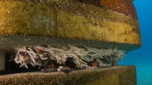 LafargeHolcim concrete reef