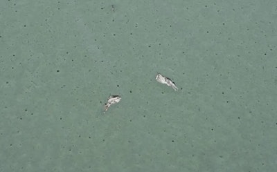 This is an example of stone cracking due to inadequate lift thickness in asphalt mix design.