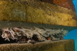 LafargeHolcim concrete reef