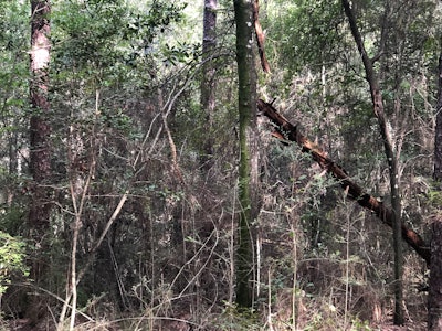 In the Florida panhandle, there’s no shortage of oak trees, palmetto bushes and underbrush. Shown is an image of a site prior to clearing.