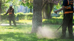 Adobe Stock Pellinni Large