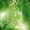 Local jurisdictions are also increasingly launching initiatives to implement low-embodied carbon construction programs.